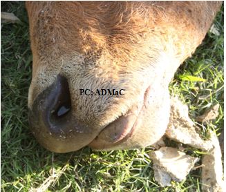 Unclotted blood from nostril in cattle