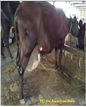 Severe mastitis