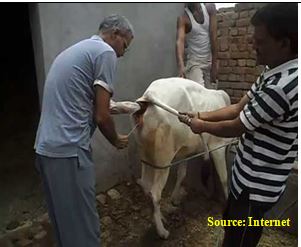 Repeated insemination needed