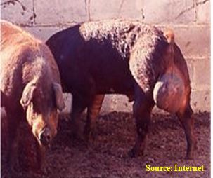 Boar orchitis