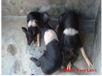 Posterior paralysis in pig