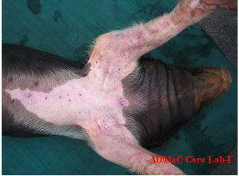 Petechial hemorrhages