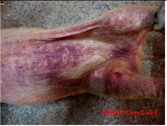 Patchy hemorrhages