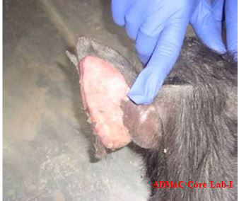 Ear skin sloughing