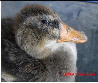 duck1