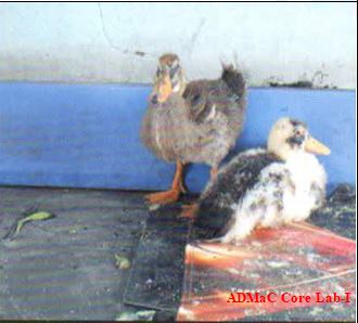 duck2