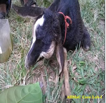 Goat with fever and circling