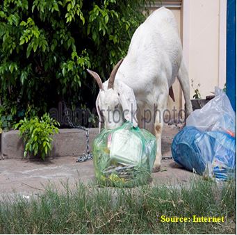 Goats eating garbage