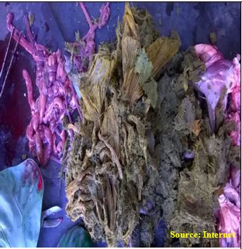 Stomach impacted with polythene