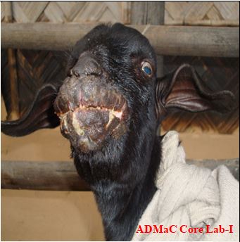 Severe crusting around muzzle