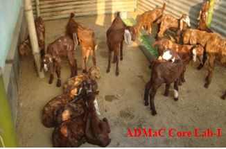 Goat with fever and oculonasal discharge