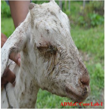Conjunctivitis and crusting