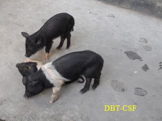 High fever and depression in young pigs