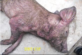 Skin reddening and bluish ear discoloration