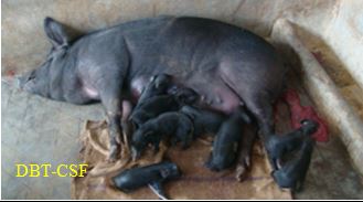 Weak piglets from affected sows