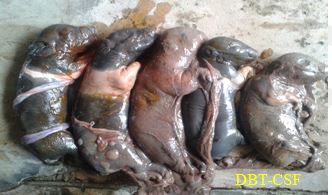 Abortion and mummified fetuses