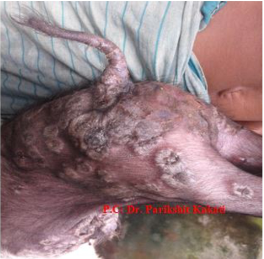 Dry raised nodules turning into scabs